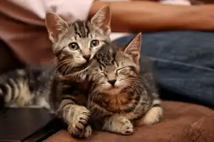 情人节里动物也来虐狗