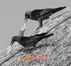 乌鸦哥抽烟专业中透着潇洒