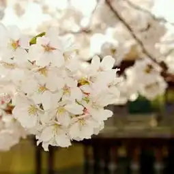 请下下大神,,,这是啥花呢