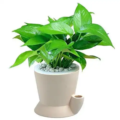 这10种盆栽养在家里,既美丽又高雅,还有非常好的寓意