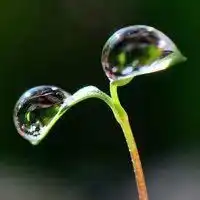 绿色鸭子头像微信头像图片大全