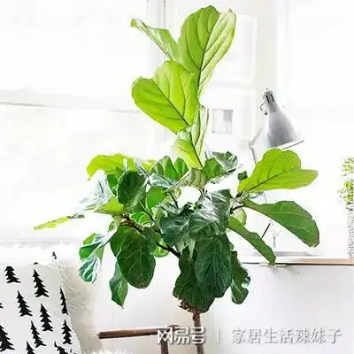 甲醛超标也不怕使用这6个妙计,20天快速住新家