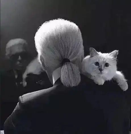 拉格菲一生不婚,把21亿遗产留一只猫,深挖他的情感后才知真相