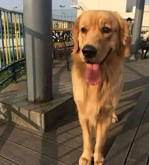 金毛犯错被主人送到农村,几个月后再看,主人悔恨落泪