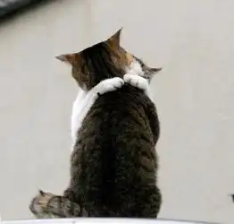 情侣猫拥抱头像