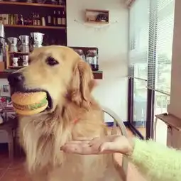 良人与我头像集金毛