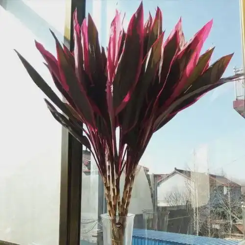 1种植物,是红色的富贵竹,客厅养1盆,好运又招财