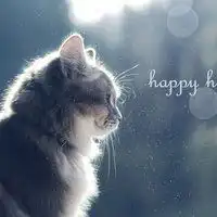 唯美小清新静物头像大全微信头像图片大全