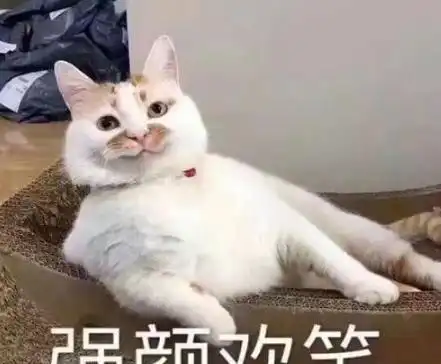在猫咪眼里你是什么角色带你揭秘你的六个身份,不只是铲屎的哦