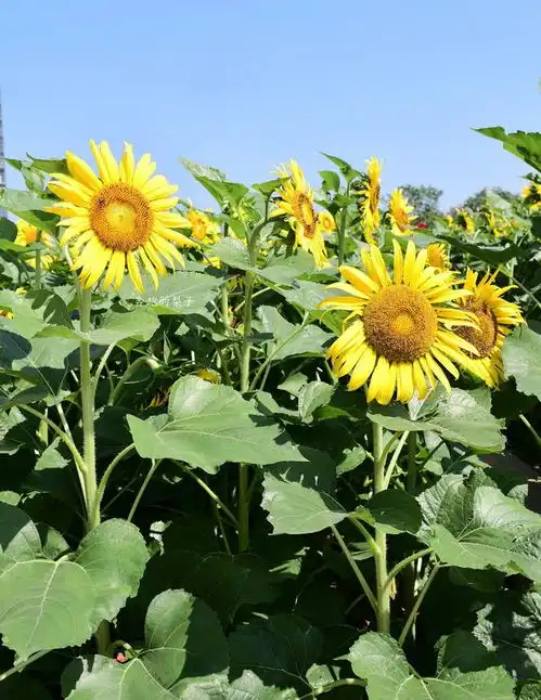 一定要去广州这个斥资1亿元的免费公园,向日葵花正在盛开