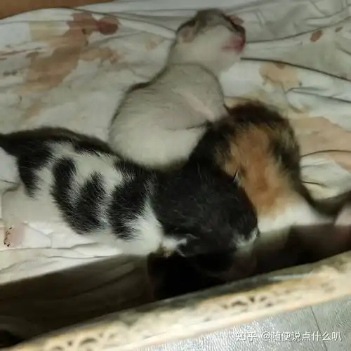 给猫接生的注意事项以及母猫生产护理