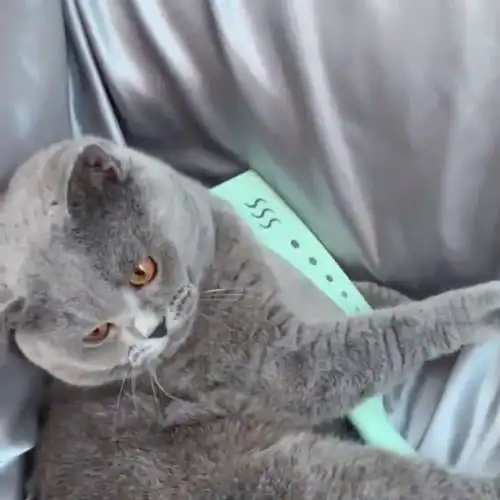 蓝猫抱着一把菜刀咬主人,但是它却想不到,家里不止一把菜刀