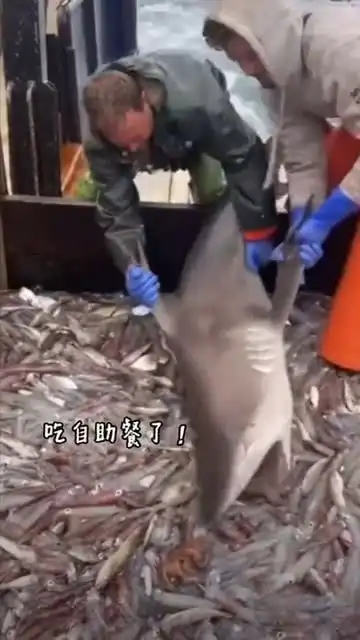 小鲨鱼请叫我干饭鱼