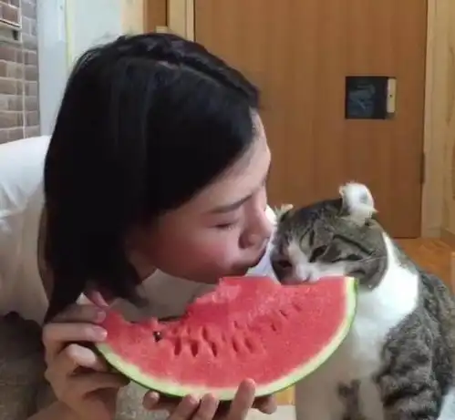 宠主和猫咪同吃一片西瓜,喵咪的耳朵成为亮点