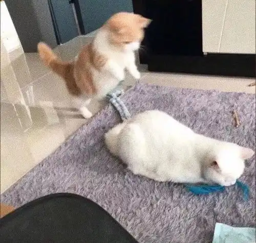 可爱的猫咪头像情头