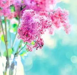 清木风水明年起有20年好运财运大发的生肖人