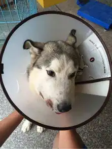 带哈士奇回农村,这货看见有蛇上去想吃反被蛇咬肿