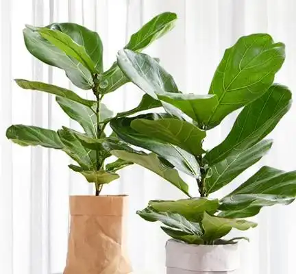养琴叶榕,记住4点,枝繁叶茂,一年四季绿油油