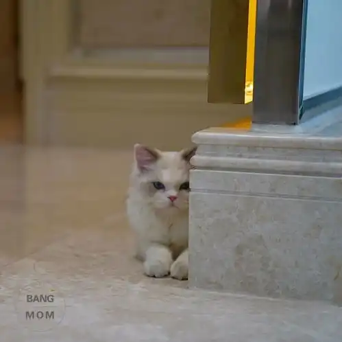 下午茶闺蜜趴撸猫乐哈哈的场景竟在一家珠宝店里出现,被征服的理由却是能把自己的故事印记在首饰里