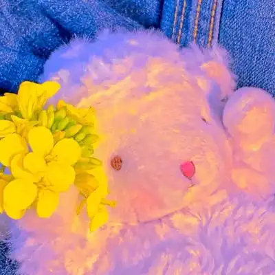 雪梨可爱唯美小羊玩偶头像喜欢风景静物头像我要个性网