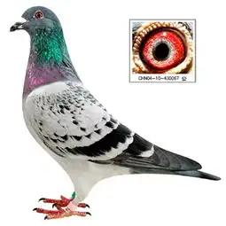 图片浏览鸽事百科