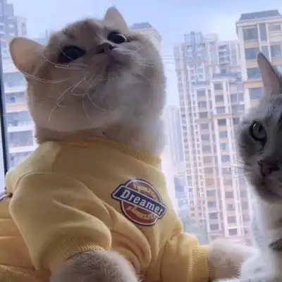 两只猫情头头像