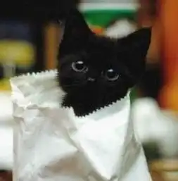 可爱喵星人图集宠物喵喵萌动人心图片26游侠图库