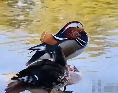 用弹弓打死鸳鸯男子找到了身份信息被扒,知情人透露处置很严厉