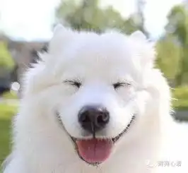 出差两月把萨摩交给妈妈,结果出来迎接的狗吓我一跳