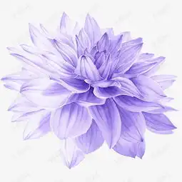 卡通紫花装饰素材图片免费下载高清png千库网图片编号8192598