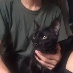 男生头像偏偏孤倨引山洪