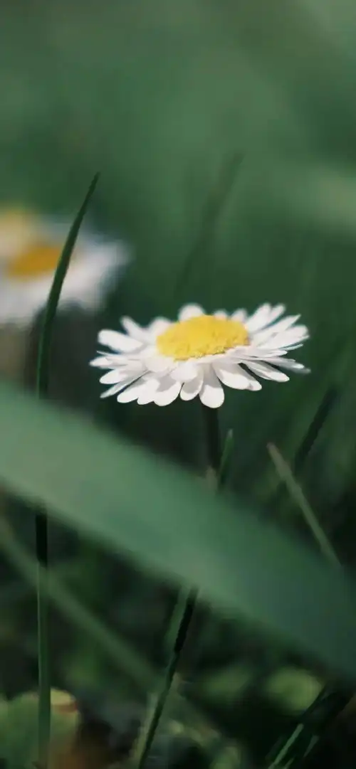 今日份壁纸丨减少依赖保持热爱