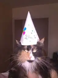 无法言说的治愈系呆萌猫咪