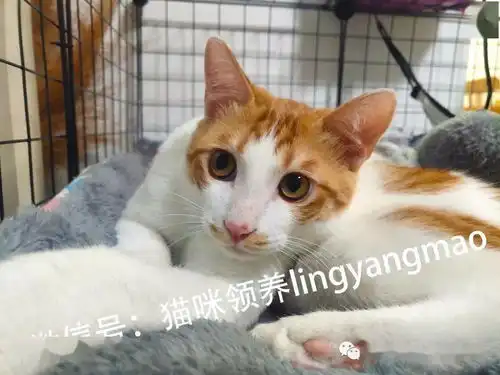 可爱小奶猫,在寻一个家