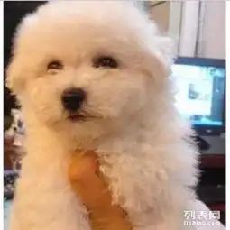 成都哪里出售健康比熊幼犬成都比熊幼崽多少钱一只