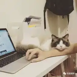 我把你当主子,你却要抢我女朋友从未见过如此像狗的猫黏完自个儿小女友,还来黏我女朋友...