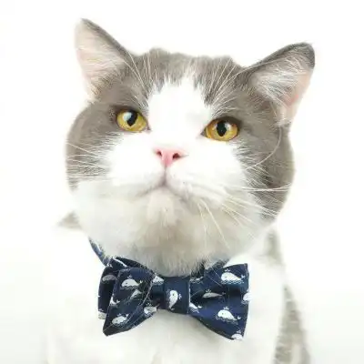 可爱猫头像萌萌哒图片高清超萌小奶猫头像