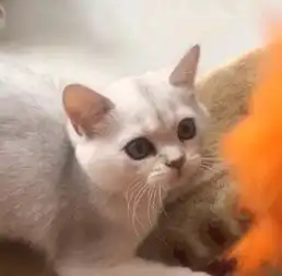 自家银渐层小母猫3只
