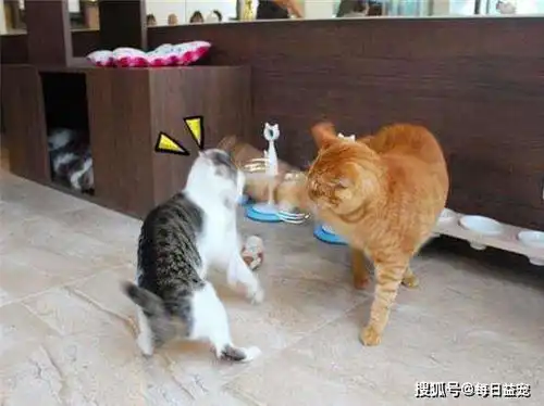 养成系猫咪视频橘猫