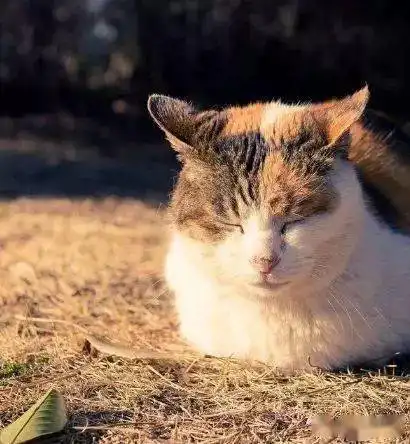 猫咪戴墨镜晒太阳头像