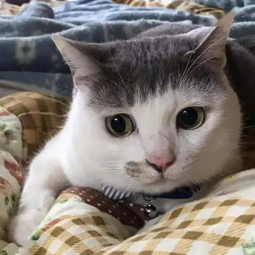 今天,你给你家狗子做头发了么