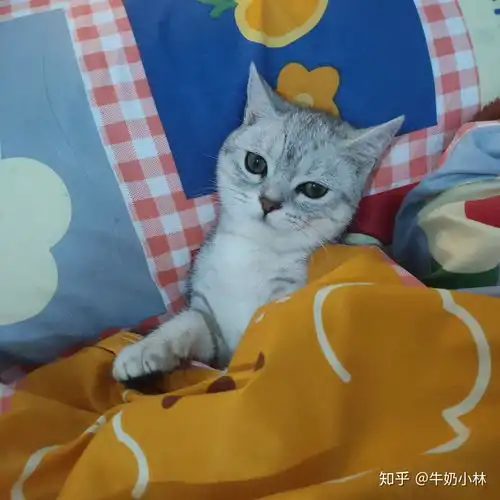 6个月银渐层4.2斤正常吗