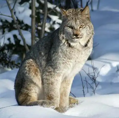 我想养一只猞猁,哪里能弄到幼崽去饭店买一只活的,人家会卖给我吗