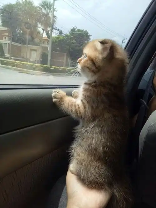 蓝猫和蓝金渐层配出来是什么今日头条