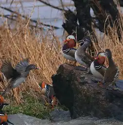 鸳鸯弟二篇,快乐的鸳鸯浙江版zhejiang