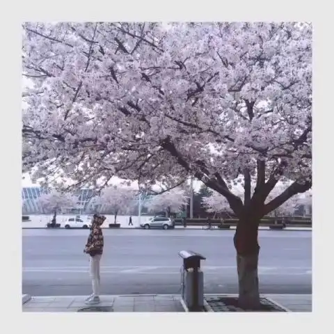 聊聊化作樱花树吧