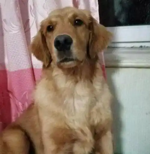 将金毛托付给朋友出去旅行,几张照片让主人选择回家