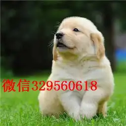 合肥出售金毛犬幼犬可视频看狗好看不贵的金毛寻回犬