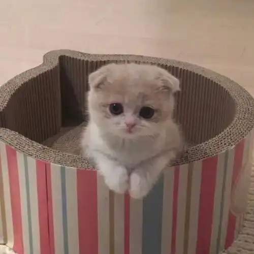 小猫咪头像系列