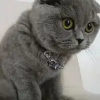 抖音蓝莓猫图片动漫抖音蓝莓猫图片